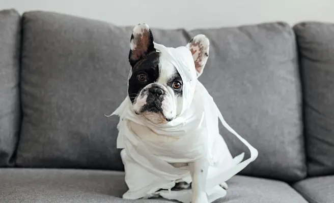 How to Stop Dog Diarrhea From Home | Petfolk