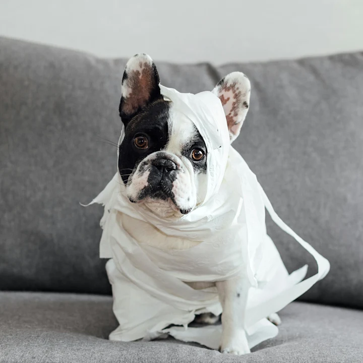 How to Stop Dog Diarrhea From Home | Petfolk