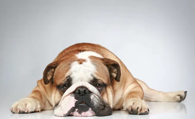 The Risks of Heartworms to Dogs and Cats