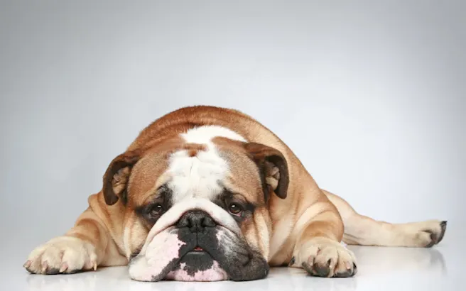 The Risks of Heartworms to Dogs and Cats