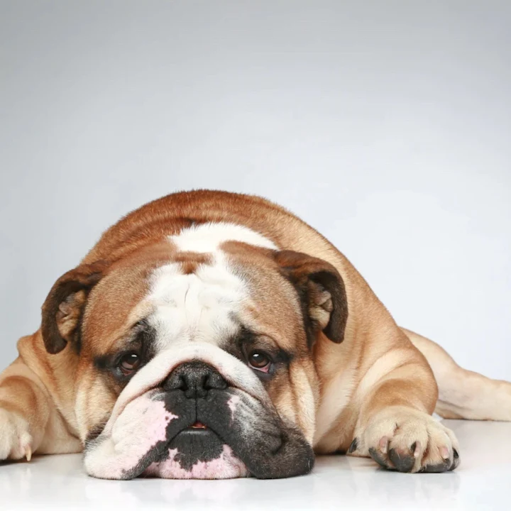 The Risks of Heartworms to Dogs and Cats