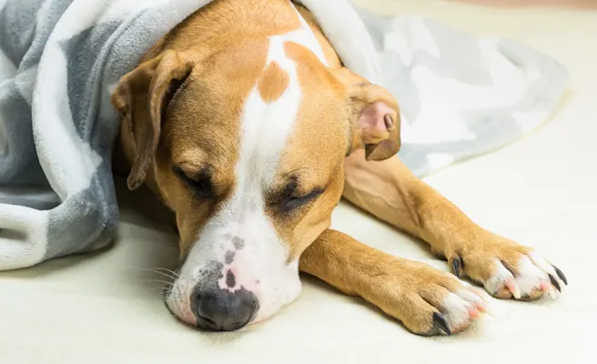 Why Is My Dog Throwing Up?