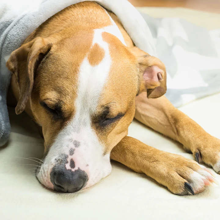 Why Is My Dog Throwing Up?