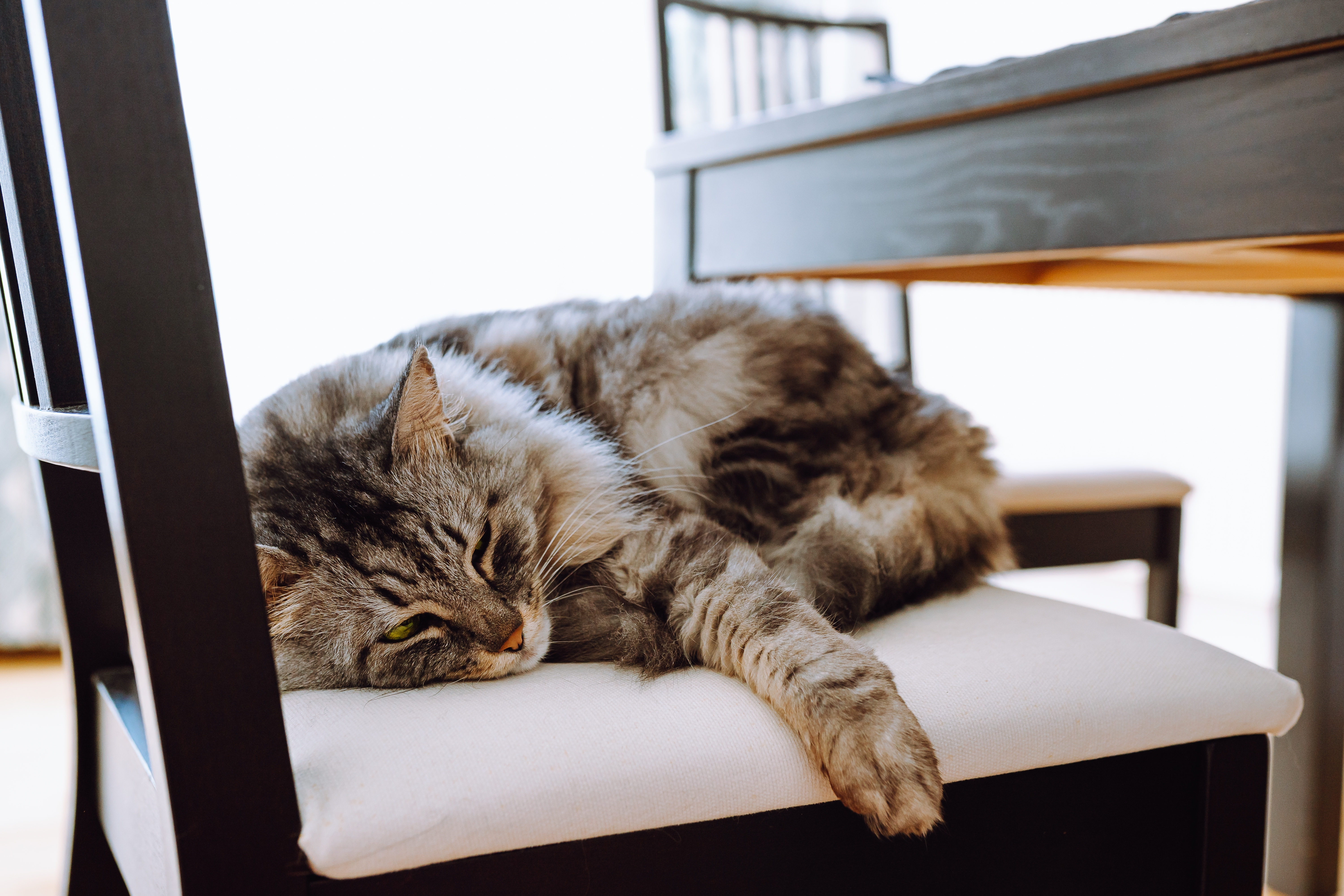 Recognizing Cat Illness: How to Tell if Your Cat Is Sick