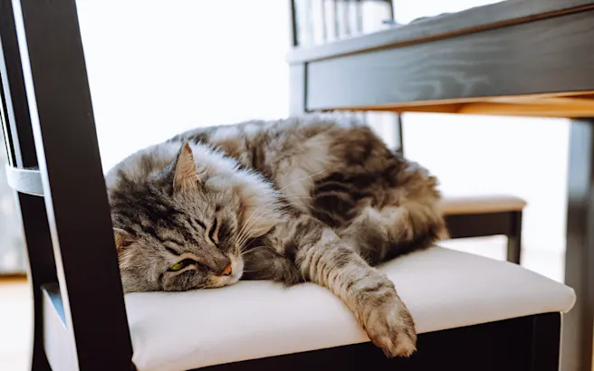 Recognizing Cat Illness: How to Tell if Your Cat Is Sick