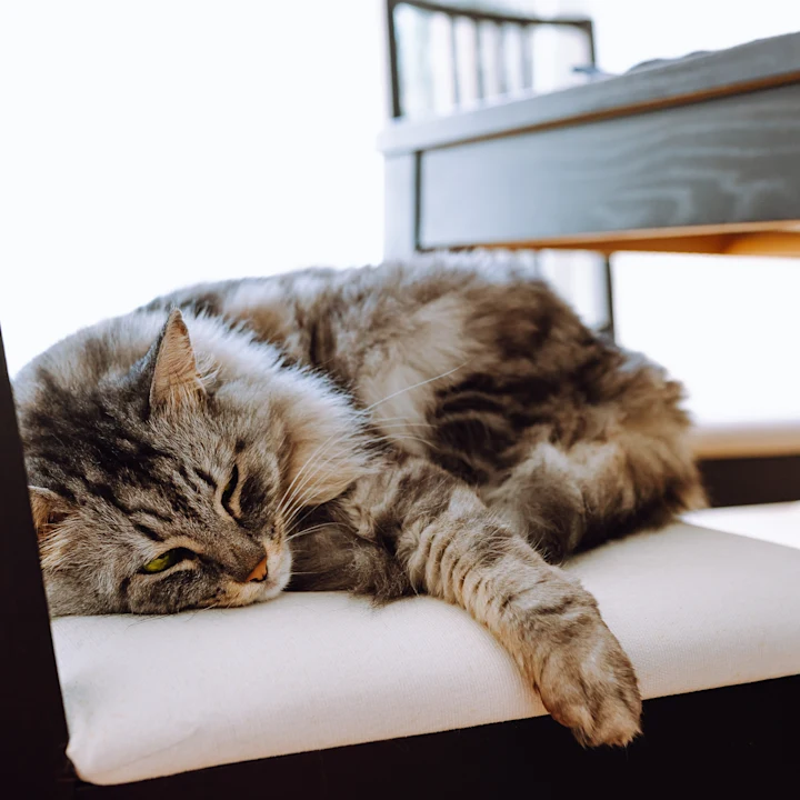 Recognizing Cat Illness: How to Tell if Your Cat Is Sick