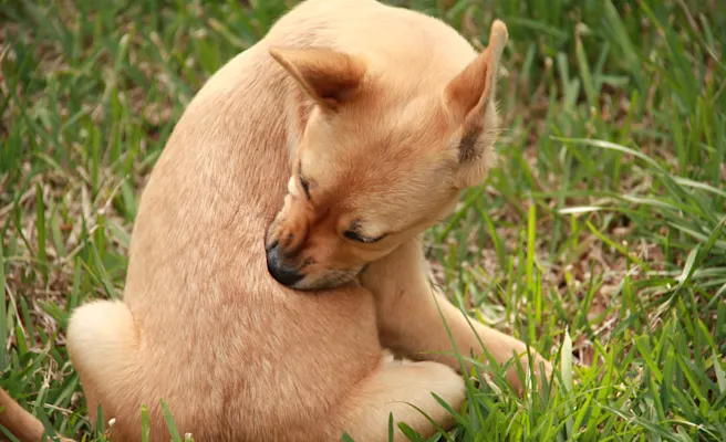 Identifying Flea Infestations in Dogs and Cats