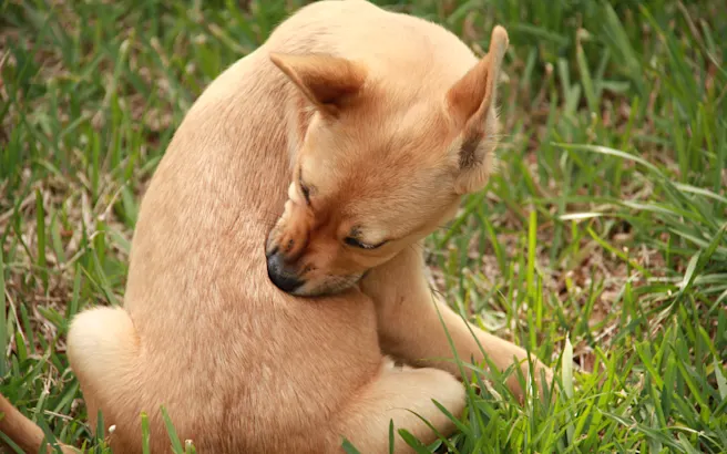Identifying Flea Infestations in Dogs and Cats