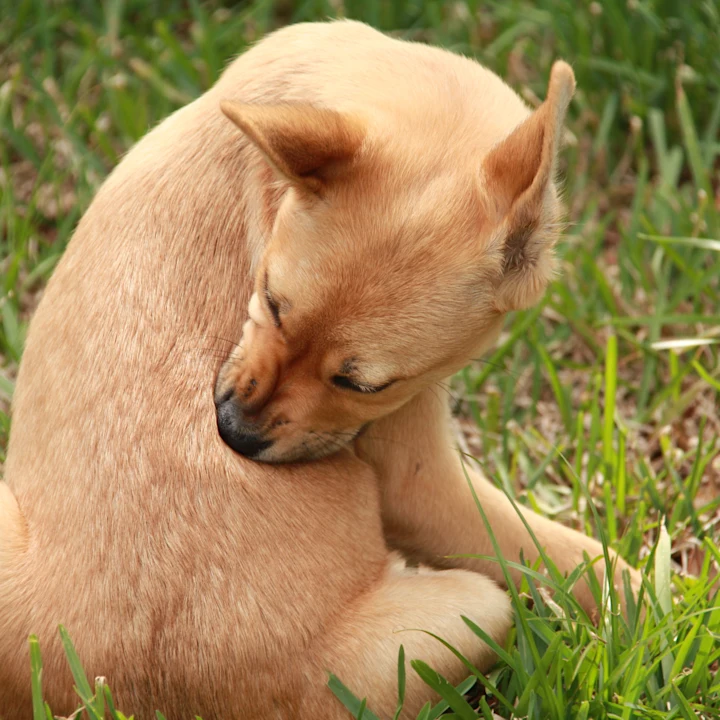 Identifying Flea Infestations in Dogs and Cats