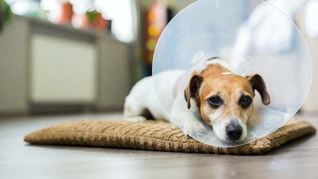 E collars for shop dogs after surgery