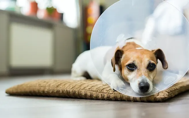 After Surgery Pet Care: What You Need to Know