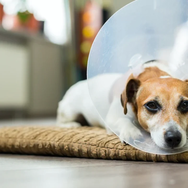 After Surgery Pet Care: What You Need to Know