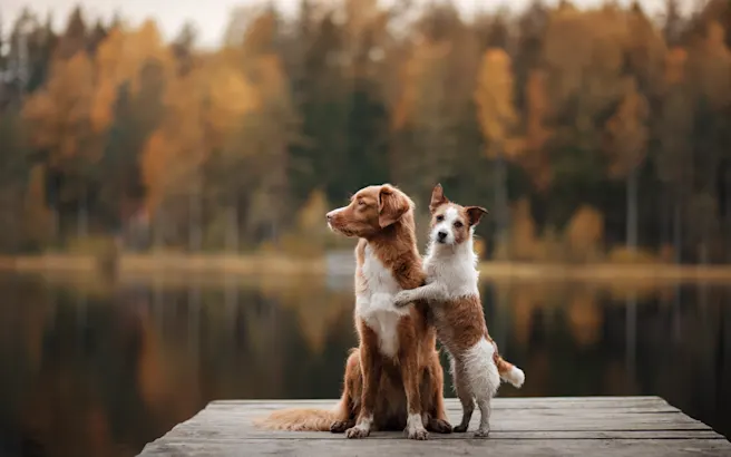 Discover the Best Dog-Friendly Things to Do in Sandy Springs, GA