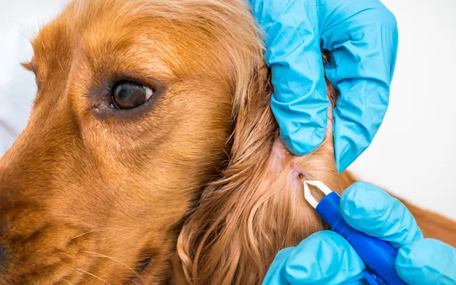 Effective Tick Removal Methods for Pets