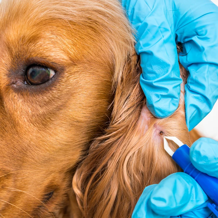 Effective Tick Removal Methods for Pets