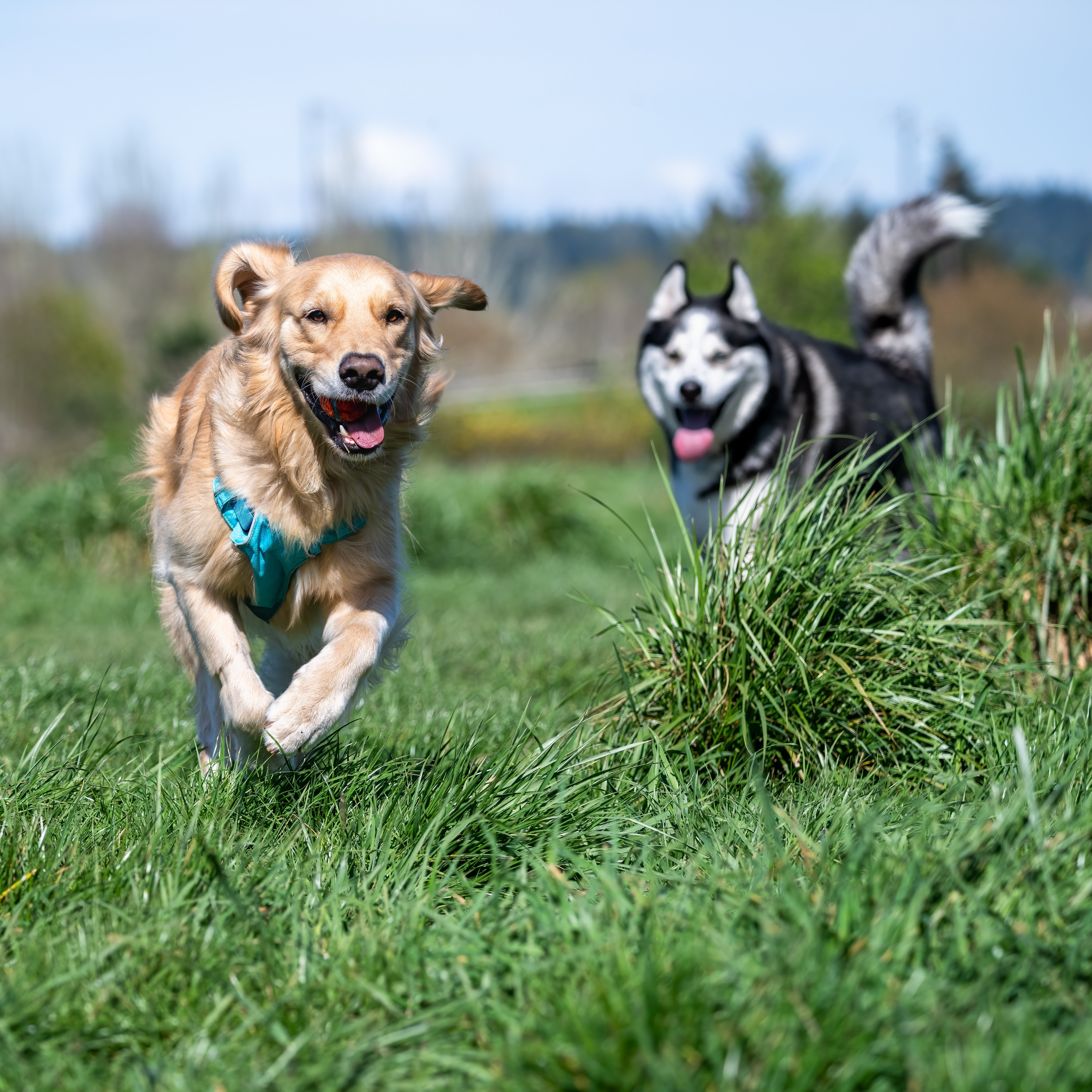 Fun Things to Do with Your Dog in Southlake, TX