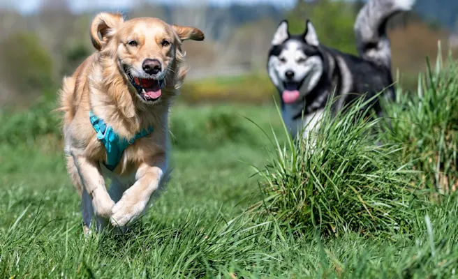 Fun Things to Do with Your Dog in Southlake, TX