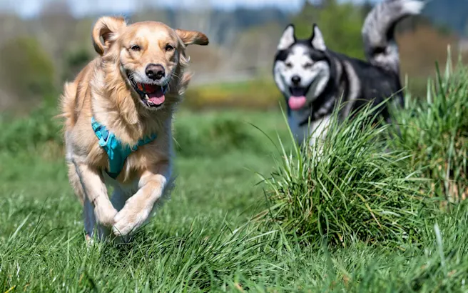 Fun Things to Do with Your Dog in Southlake, TX