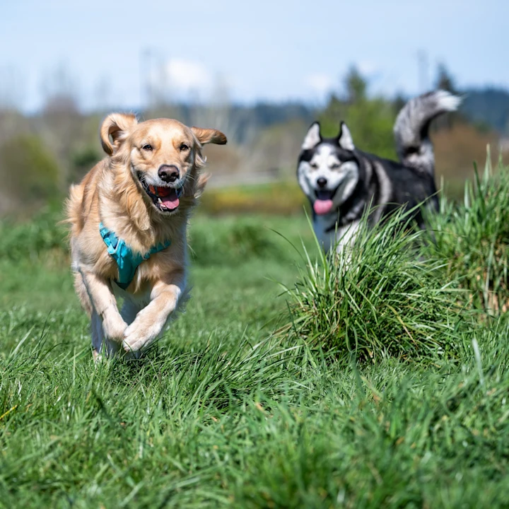 Fun Things to Do with Your Dog in Southlake, TX