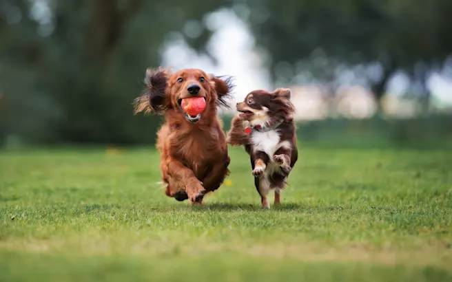 Fun Things to Do in Concord, NC with Your Dog (Best Parks and Restaurants)