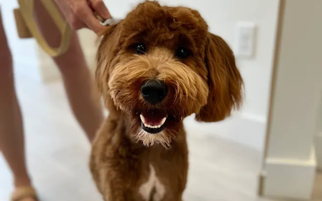 Protecting Your Pet: Vaccine Basics