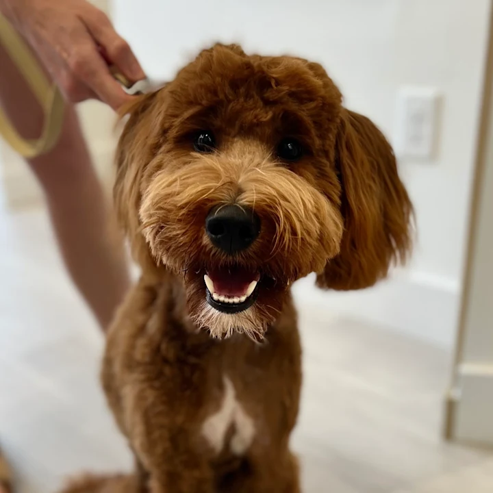 Protecting Your Pet: Vaccine Basics