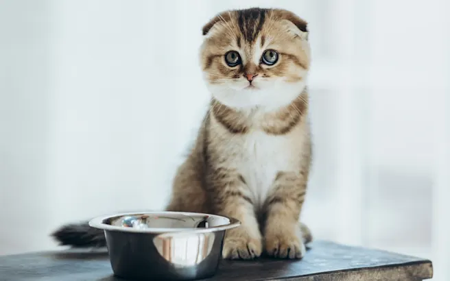 Understanding Kitten Stages and Behaviors