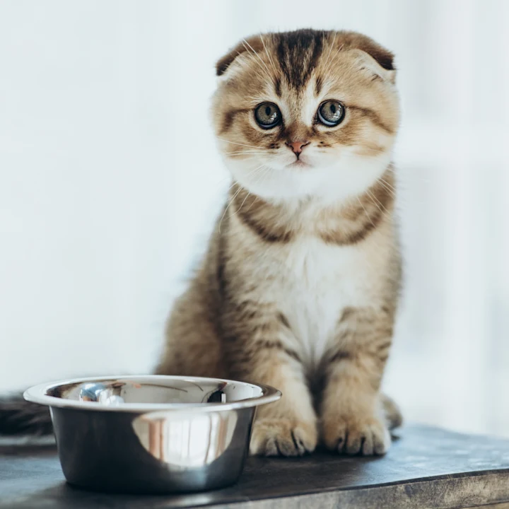 Understanding Kitten Stages and Behaviors