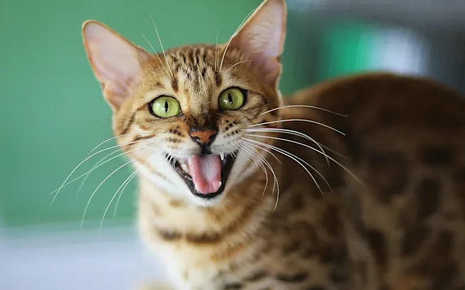 Why Does My Cat's Breath Smell So Bad?