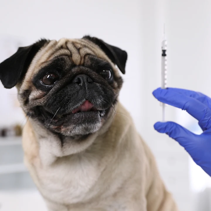 Core Vaccines for Dogs: A Pet-Parent’s Guide