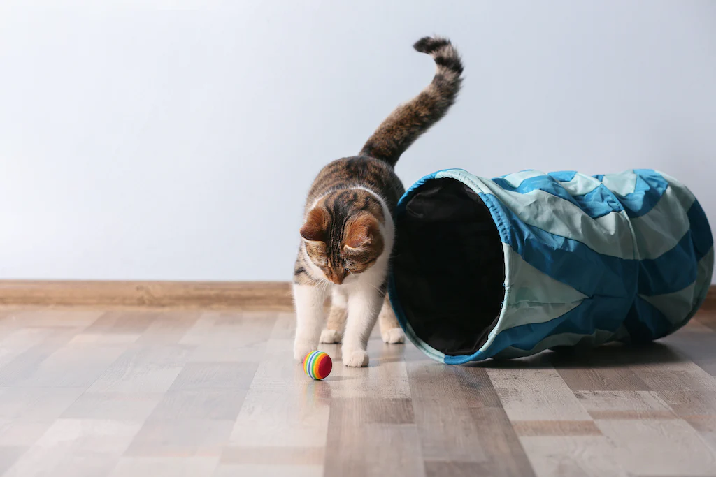 how-to-keep-your-cat-active-and-healthy-petfolk