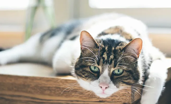 Cat Kidney Failure Treatment