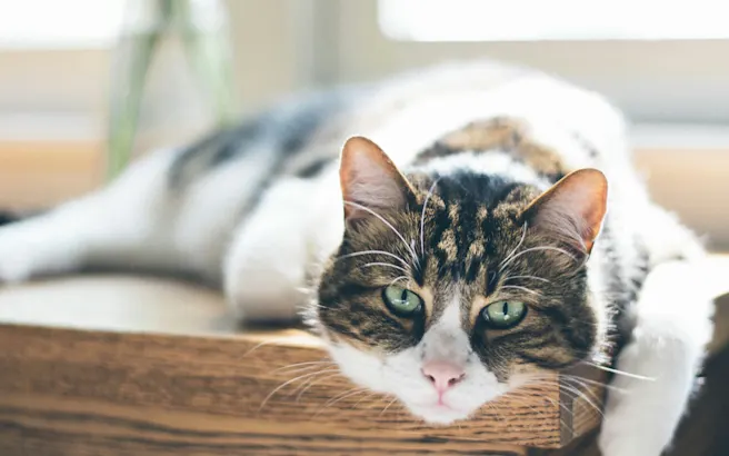 Cat Kidney Failure Treatment