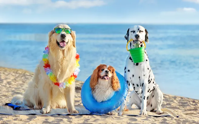 Dog-Friendly Things to Do in Boynton Beach, FL