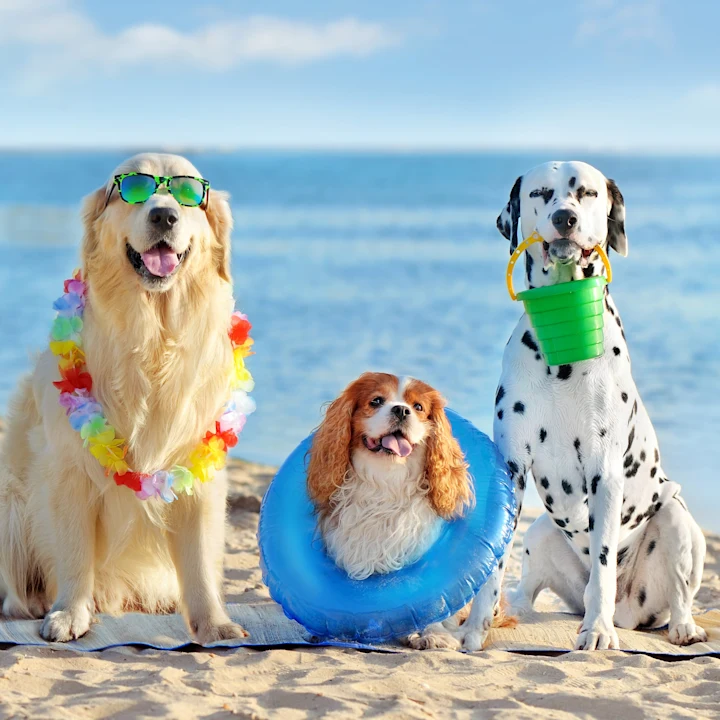 Dog-Friendly Things to Do in Boynton Beach, FL