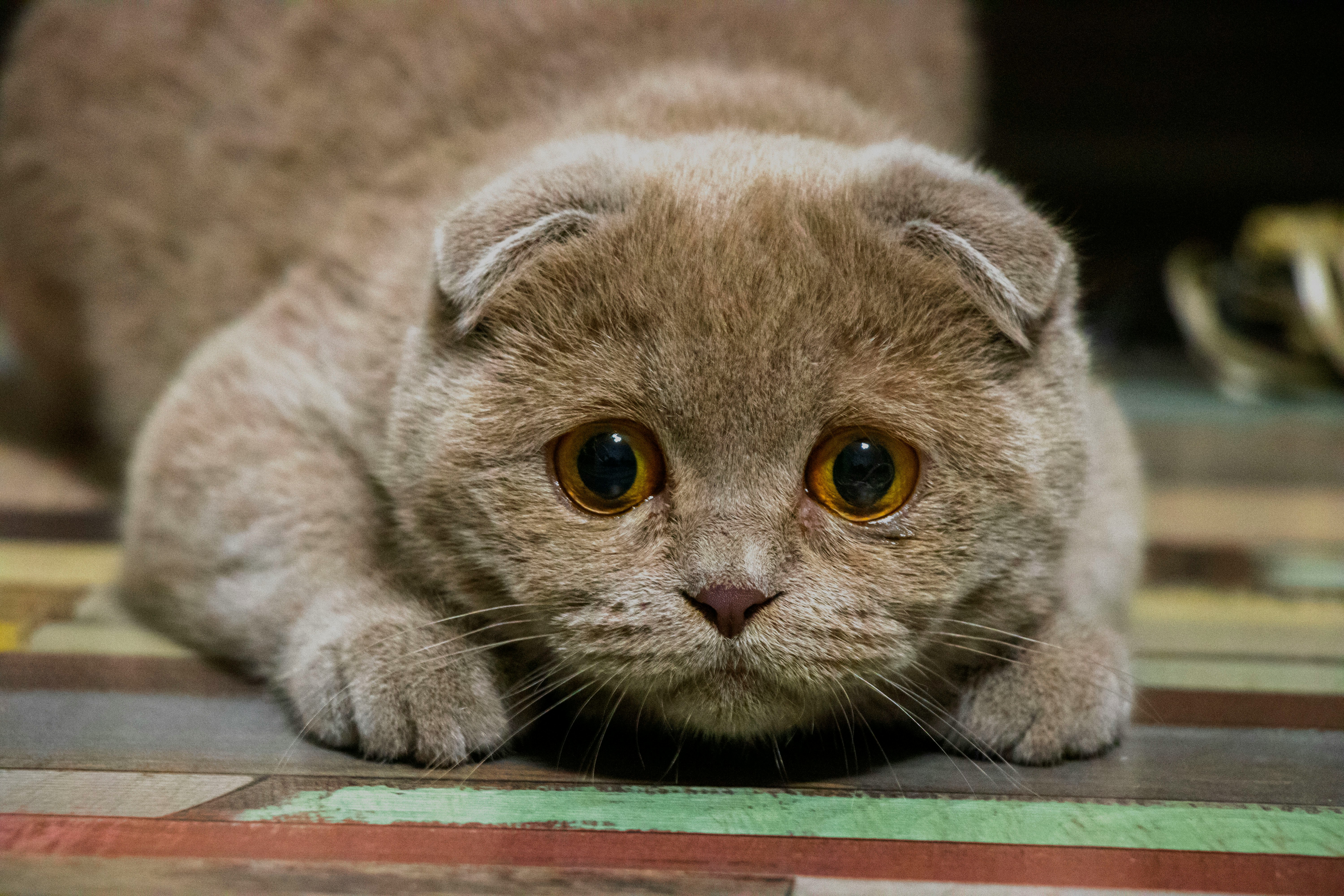 Bladder Stones in Cats: Causes, Symptoms & Treatment