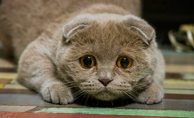 Bladder Stones in Cats: Causes, Symptoms & Treatment