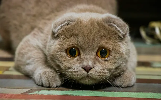 Bladder Stones in Cats: Causes, Symptoms & Treatment