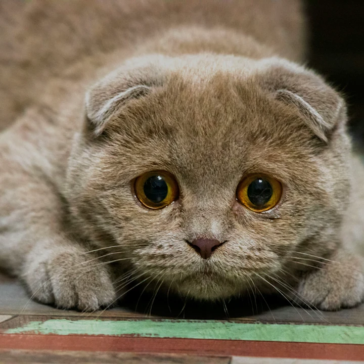 Bladder Stones in Cats: Causes, Symptoms & Treatment