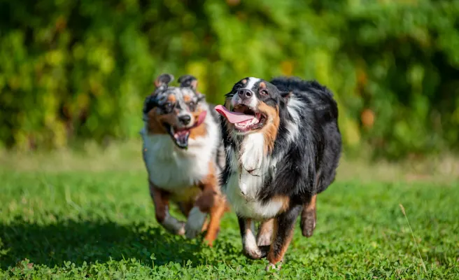 Dog-Friendly Restaurants, Bars, & Fun Places in Houston, TX