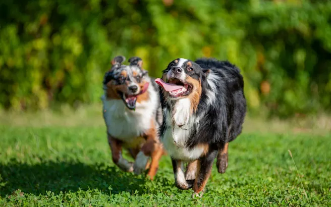 Dog-Friendly Restaurants, Bars, & Fun Places in Houston, TX