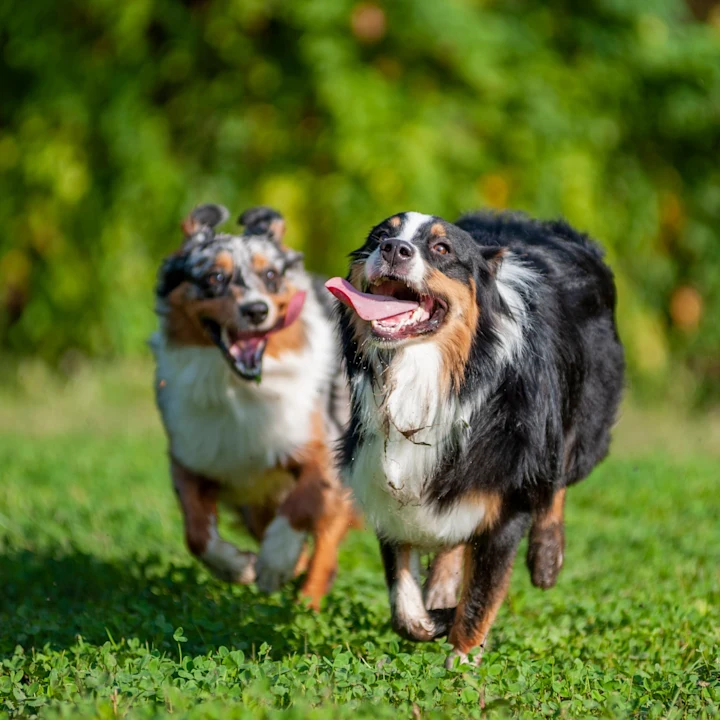Dog-Friendly Restaurants, Bars, & Fun Places in Houston, TX