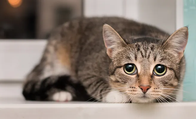 Understanding Heartworm Disease in Cats