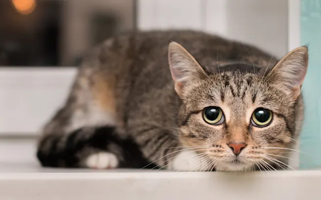 Understanding Heartworm Disease in Cats