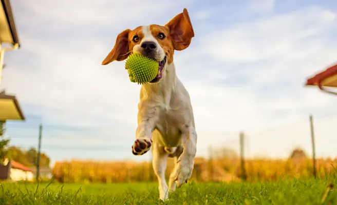 Dog-Friendly Restaurants, Parks, and Activities in Altamonte Springs, FL