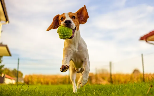Dog-Friendly Restaurants, Parks, and Activities in Altamonte Springs, FL