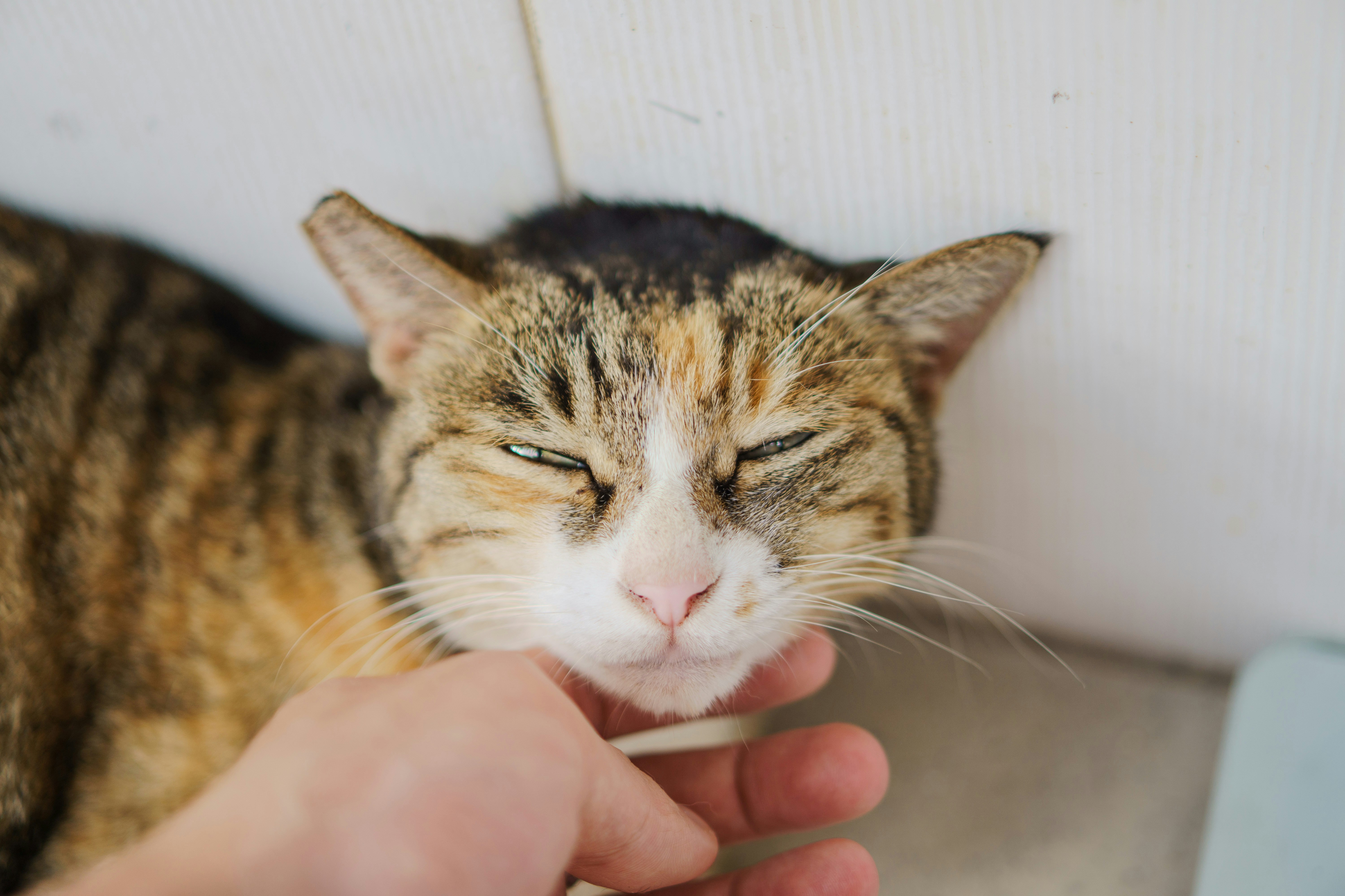 Cat Skin Allergies: Symptoms, Causes & Treatment | Petfolk