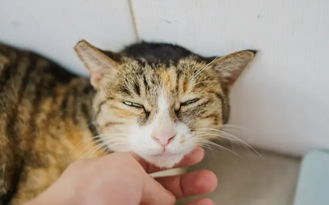 Cat Skin Allergies: Symptoms, Causes & Treatment | Petfolk