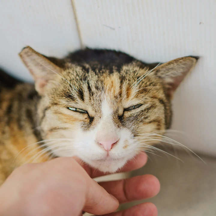 Cat Skin Allergies: Symptoms, Causes & Treatment | Petfolk