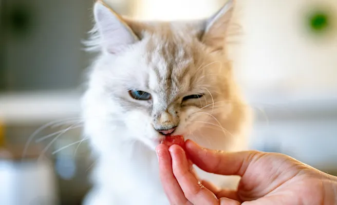 What Causes Gastritis in Cats? | Petfolk